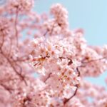 慶應義塾ニューヨーク学院でも桜が見れます！